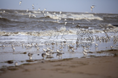 Nordsee