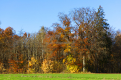 Waldrand